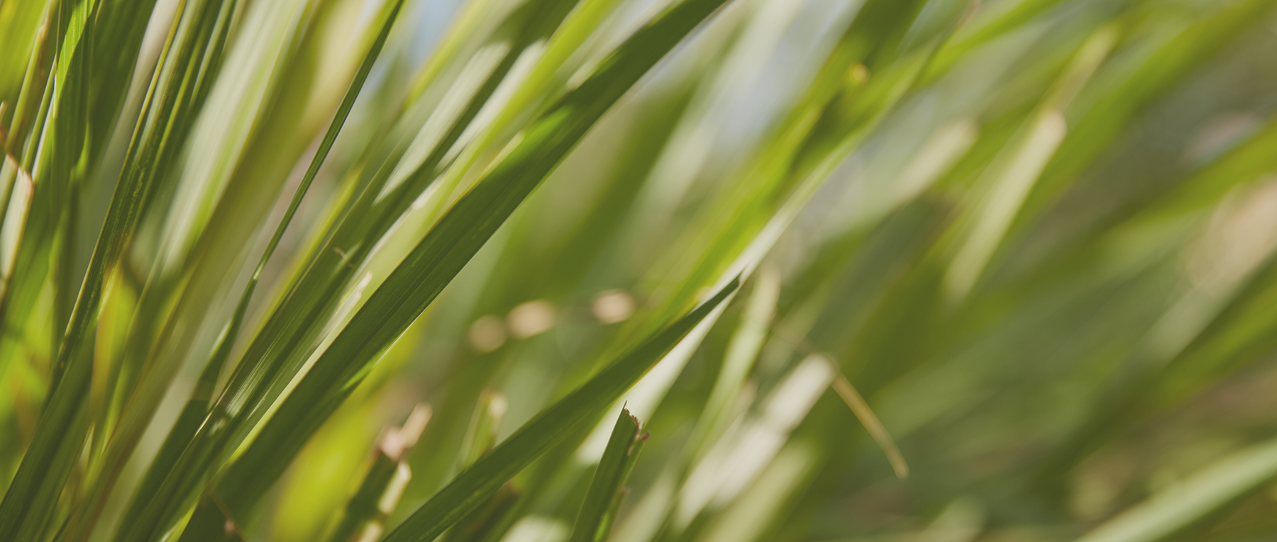 background-image